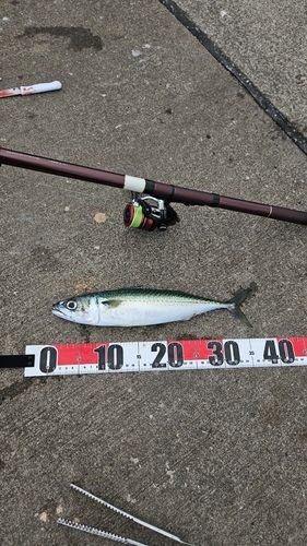 サバの釣果