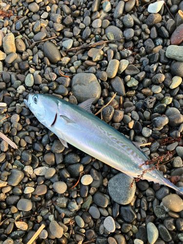 ソウダガツオの釣果
