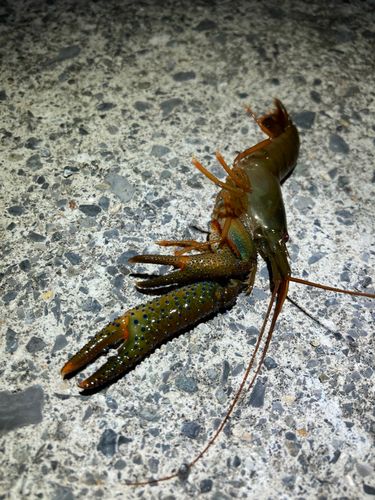 イセエビの釣果