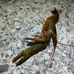 イセエビ