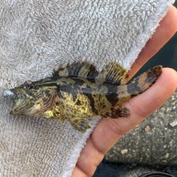 タケノコメバル