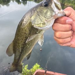 ラージマウスバス