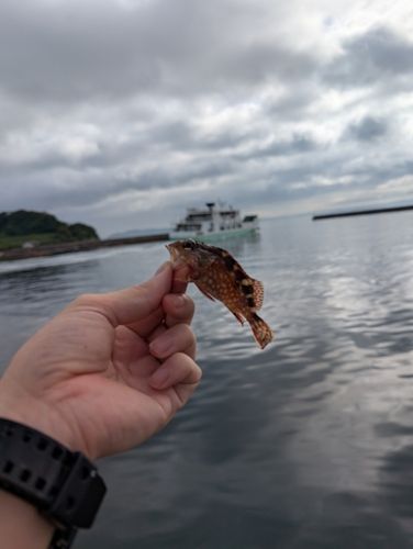 クロの釣果