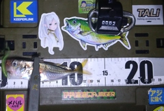 マアジの釣果
