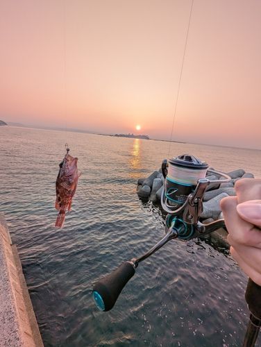 アラカブの釣果