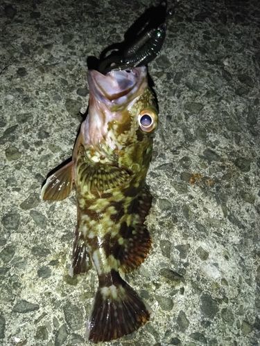 ガシラの釣果