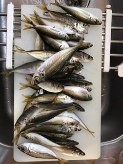 アジの釣果