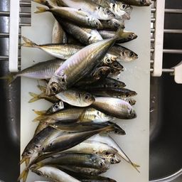 アジ