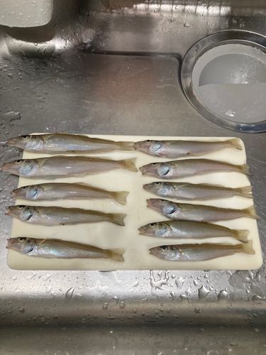 キスの釣果