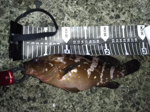 キジハタの釣果