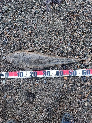 マゴチの釣果