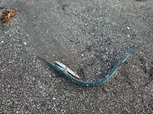 ダツの釣果
