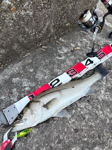 セイゴ（マルスズキ）の釣果