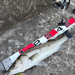 セイゴ(マルスズキ)