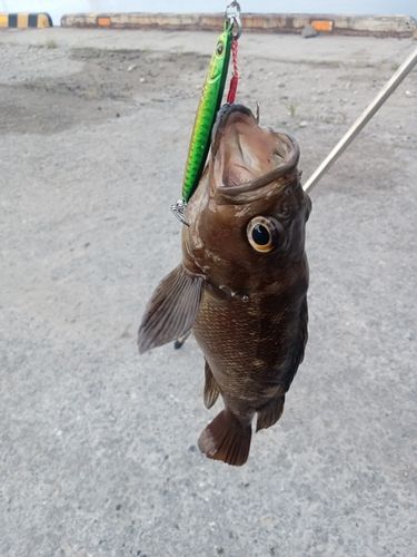 エゾメバルの釣果