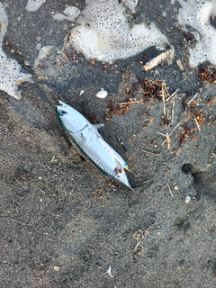 ソウダガツオの釣果