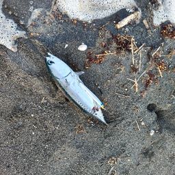 ソウダガツオ
