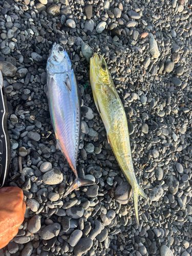 ソウダガツオの釣果