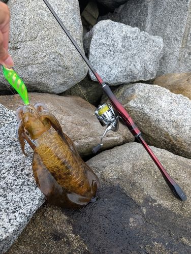 イカの釣果