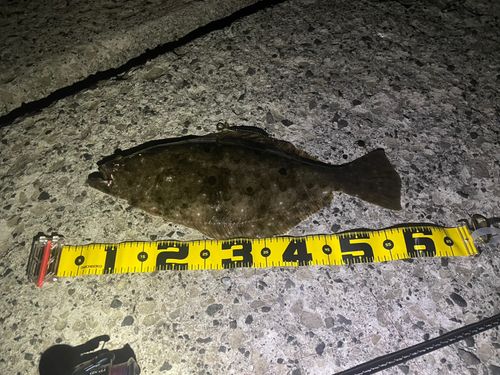 ヒラメの釣果
