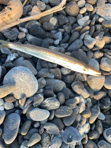 カマスの釣果