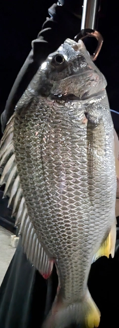 キビレの釣果