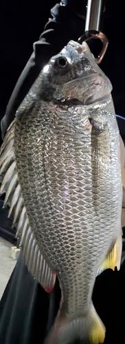 キビレの釣果