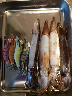 イカの釣果