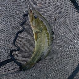 ラージマウスバス