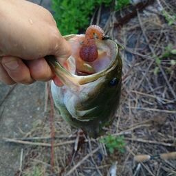 ラージマウスバス