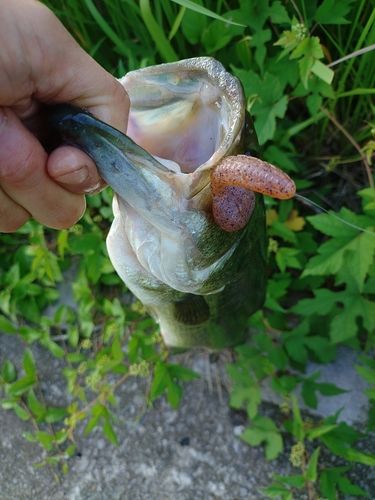 ラージマウスバスの釣果