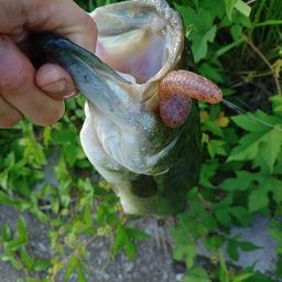 ラージマウスバス