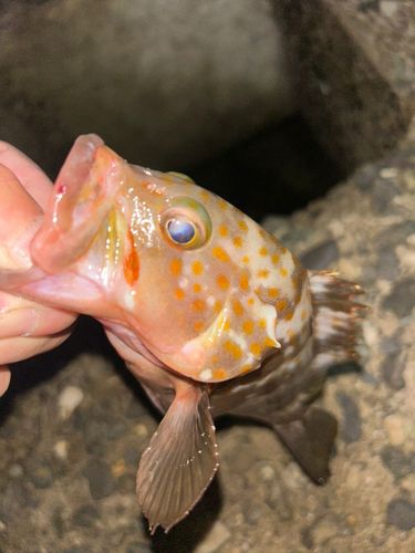 アコウの釣果