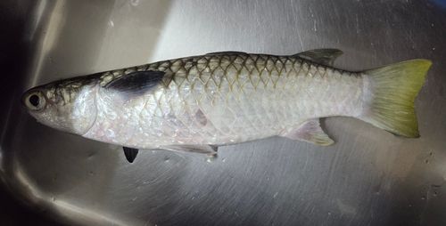 オニボラの釣果