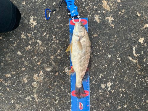 イシモチの釣果