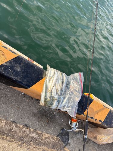 イワシの釣果