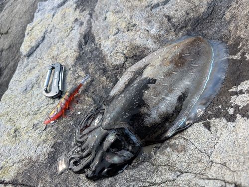 イカの釣果