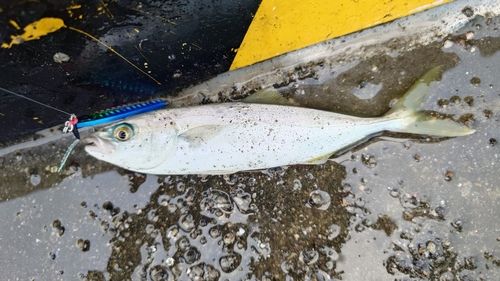 モジャコの釣果