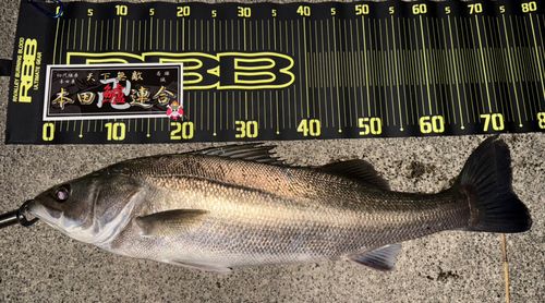 シーバスの釣果