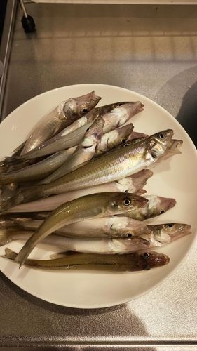 キスの釣果