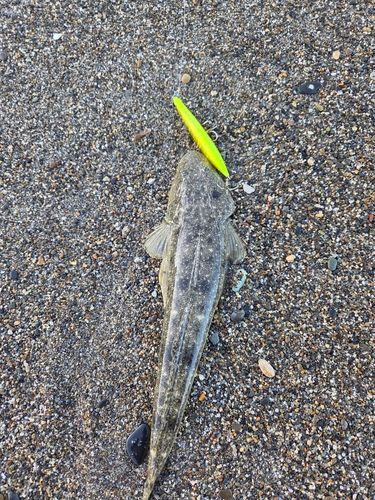 コチの釣果