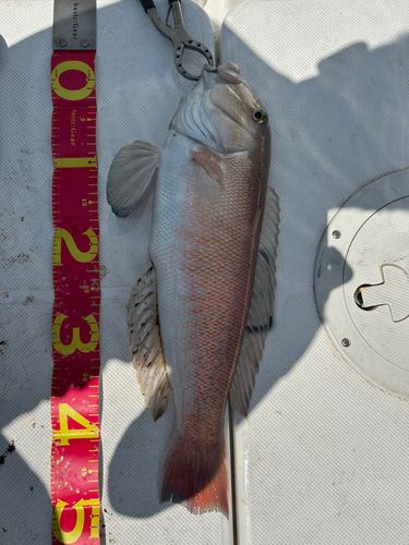 アマダイの釣果