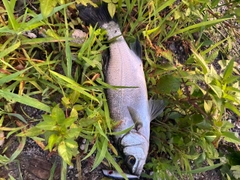 セイゴ（マルスズキ）の釣果