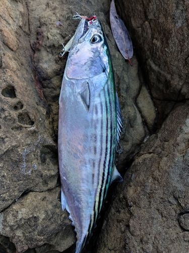 ハガツオの釣果