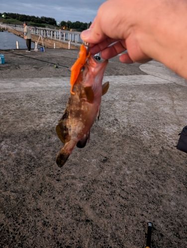 キジハタの釣果