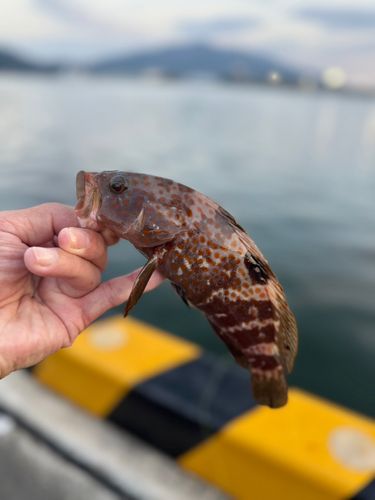 キジハタの釣果