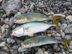 ワカシの釣果