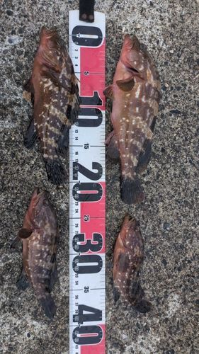 キジハタの釣果