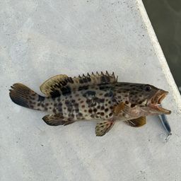 チャイロマルハタ