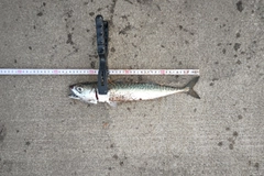 サバの釣果